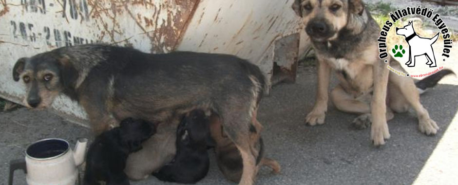 menhelyi kutya, cica, adó egy % kutyaotthon, cica, állatmenhely, gazdikeresés, adóbevalláskor adó 1 állatok